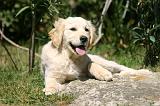 GOLDEN RETRIEVER 1097